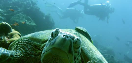 A turtle poses for the camera as scuba divers swim past in one of Borneo's many dive sites.