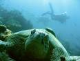 A turtle poses for the camera as scuba divers swim past in one of Borneo's many dive sites.