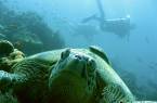 A turtle poses for the camera as scuba divers swim past in one of Borneo's many dive sites.