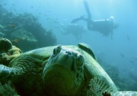 A turtle poses for the camera as scuba divers swim past in one of Borneo's many dive sites.