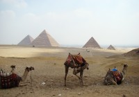 Camels at the Pyramids of Giza