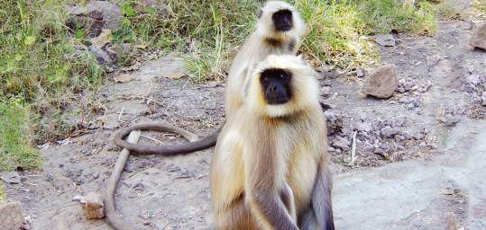 Curious monkeys in Ranthambhore National Park