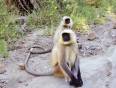 Curious monkeys in Ranthambhore National Park