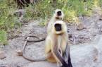 Curious monkeys in Ranthambhore National Park