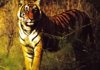 Tiger Country!