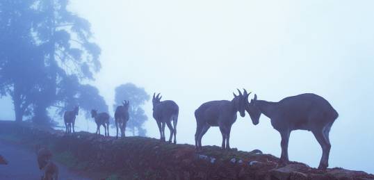 Dawn at Ranthambhore National Park