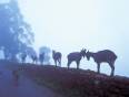 Dawn at Ranthambhore National Park