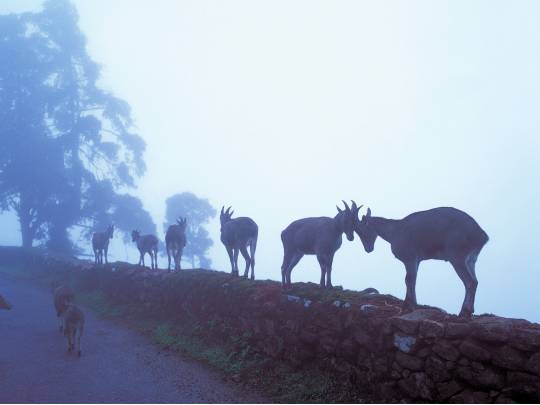 Ranthambhore to Kanha - 15 Days
