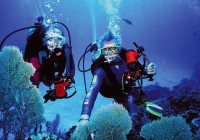 Divers exploring the Red Sea