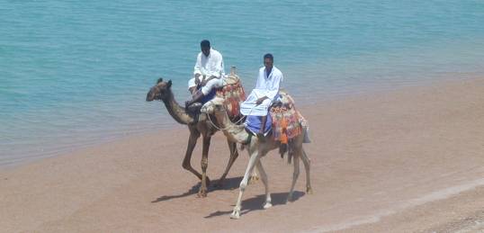 Egyptian men riding camels along the coast in Dahab