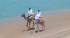 Egyptian men riding camels along the coast in Dahab