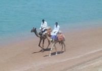 Egyptian men riding camels along the coast in Dahab