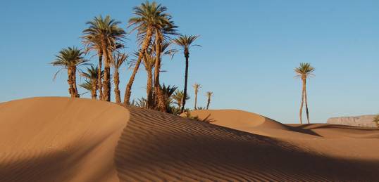 Palm trees in the Sahara Desert