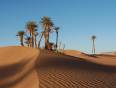 Palm trees in the Sahara Desert