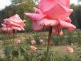 Rose garden