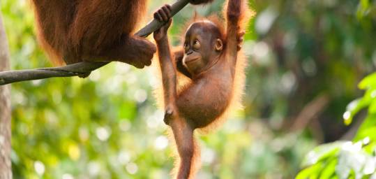 Baby Orangutan and mother hanging out in the jungle - come and see them on a Borneo Tour.
