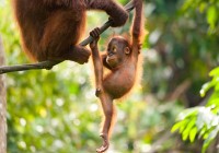 Baby Orangutan and mother hanging out in the jungle - come and see them on a Borneo Tour.