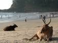 Sacred cows on the beach