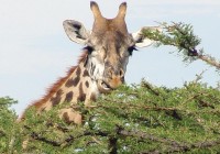Lunch time for a giraffe spotted on an African Safari