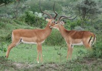 A pair of male impalas spotted on an African Safari