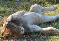 A lion cub wanting his tummy rubbed - meet these beautiful creatures in Victoria Falls