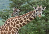 Giraffes make great models on an African Safari
