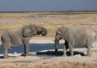 Pair of elephants have a drink at a waterhole in Etosha National Park - a highlight of our Namibian 