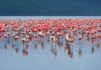 Flamingos on Lake Nakuru in Kenya