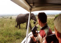 Elephants on safari