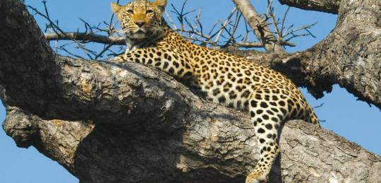 Leopard!