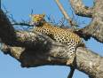 Leopard!
