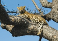 Leopard!