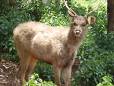 Sambar