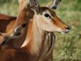 Impala watching out for danger