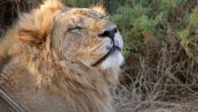 Relaxing in the sunshine, Samburu