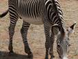 Zebra in Samburu National Reserve