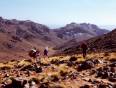 Trekkers with a donkey in the Sarhro Mountains