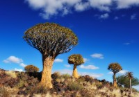 Southern Africa's distinctive Quiver Trees - named from when the Bushmen used them to make their poi