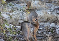 A pair of one of the world's smallest antelopoes - the Dik Dik