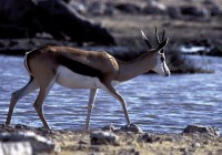 Spot the Springbok and other stunning wildlife on our African Safaris
