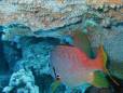 Sharm el Sheikh coral and fish