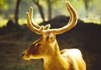 A deer in the sunlight in Ranthambhore national park