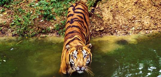 A tiger crossing a stream