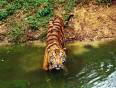 A tiger crossing a stream
