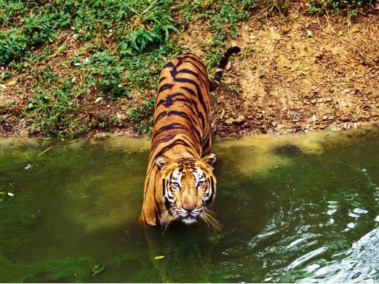 Shere Khan - 9 Days