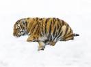 A baby Siberian tiger in Russia's far-east