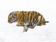 A baby Siberian tiger in Russia's far-east