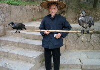 a chinese fisherman and his two cormorants