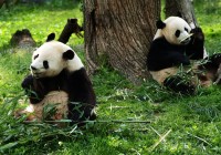 No holiday to China should be complete without visiting their famous mascots, the giant pandas.