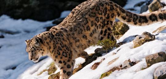 The amazing and rare snow leopard